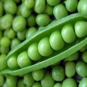 FRESH SWEET PEAS