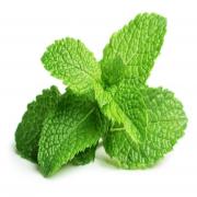 FRSH MINT BAGS