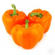 FRESH PEPPERS ORANGE