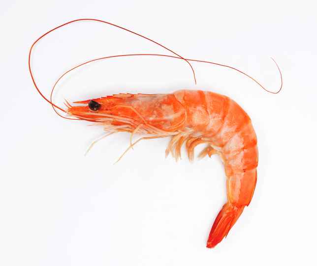 SHRIMP
