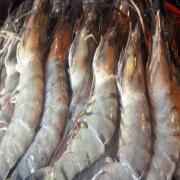 JUMBO SHRIMP GOLDA (HEADLESS)