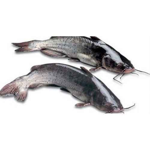 FRESH CAT FISH