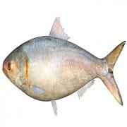 HILSA Medium FISH (Approx 2 Lbs)