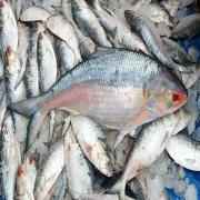 BIG HILSA