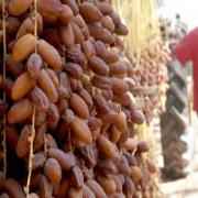 DATES DEGLET NOUR BRANCHES