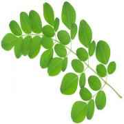 Drumstick Leaves