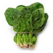 QUEEN VICTORIA SPINACH BABY