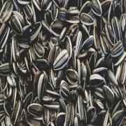 TIDE SUNFLOWER SEEDS