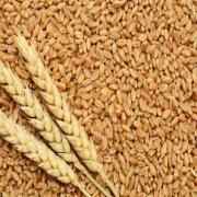 SANABEL BAKERY WHOLE WHEAT