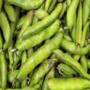 SARAY LARGE FAVA BEANS