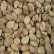 HABASH LARGE BROAD BEANS