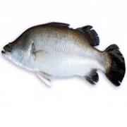 Koral