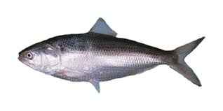 Hilsa
