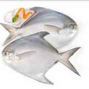 Pomfret