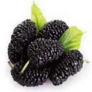 VP Black Mulberry
