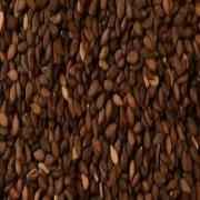 Deep Sesame Seed Brown