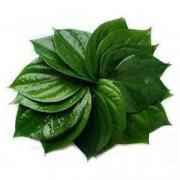 Fresh Paan Leaves