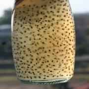 Dhanraj Basil Seed Drink Honey Flavor