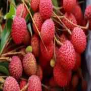 Lychees