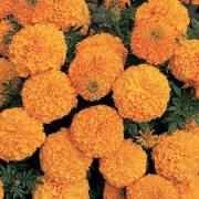 Marigold Flowers (Bunch)