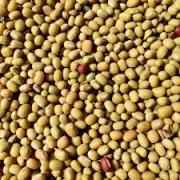 Dwarka Organic Moth (Matki)