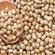 Hathi Brand (HB) Soya Beans