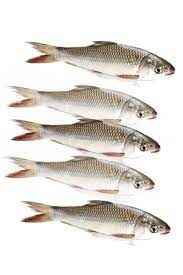 Bata (Frozen Cut Clean Ready To Cook)