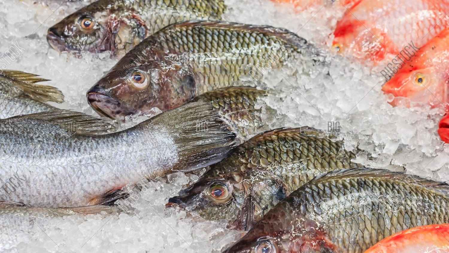 Mixed Fish   BIG (Frozen Cut Clean Ready To Cook)