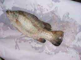 Dhani Koral (Frozen Cut Clean Ready To Cook)