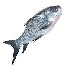 Katla (2 KG)