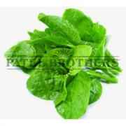 POOI LEAVES