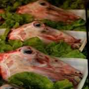 Baby Goat Head