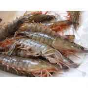 Shrimp With Head 