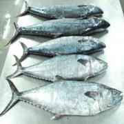 King Fish Stick (Surmai) (2LB)