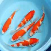 Koi 1 Kg Bag