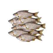 Deshi Puti (Frozen Cut Clean Ready To Cook)