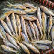 Taposhi (Frozen Cut Clean Ready To Cook)