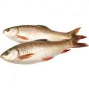 Rohu (Frozen Cut Clean Ready To Cook)