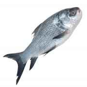 Katla (Frozen Cut Clean Ready To Cook)