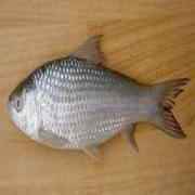 Chokkah Bata (Frozen Cut Clean Ready To Cook)