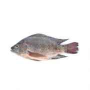 Telapia Fillet Jumbo Size