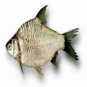 Sharputi (Frozen Cut Clean Ready To Cook)