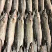 Nola (Frozen Cut Clean Ready To Cook)