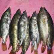 Meni (Frozen Cut Clean Ready To Cook)