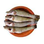 Baila (Frozen Cut Clean Ready To Cook)