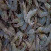 Tiny Prawns Head On