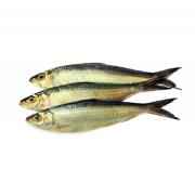 Chapila