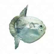 Mola