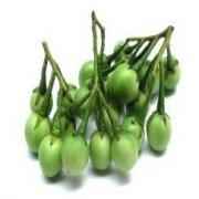 Thai (Small Green) Eggplants