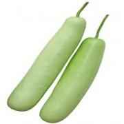 Opo   Dudhi   Lauki   Bottle Gourd